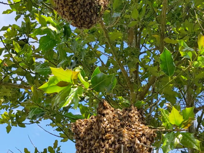 Two swarm hives in a holly tree